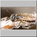 Philanthus triangulum - Bienenwolf m23.jpg